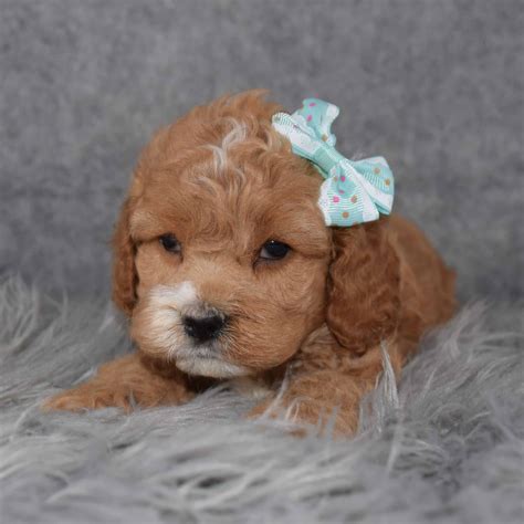 Cockapoo puppies for sale in georgia  We've connected loving homes to reputable breeders since 2003 and we want to help you find the puppy your whole family will love